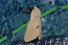 Spilarctia seriatopunctata