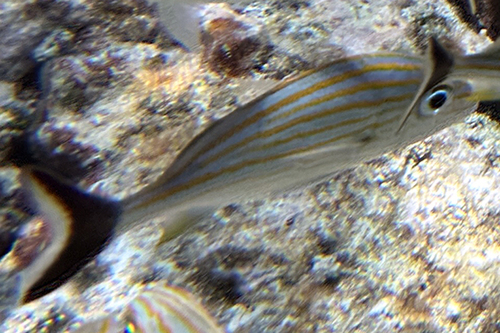 Haemulon carbonarium