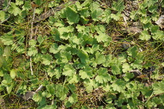 Ranunculus oxyspermus