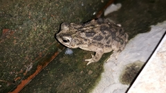 Rhinella major