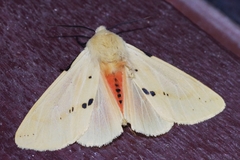 Spilarctia seriatopunctata
