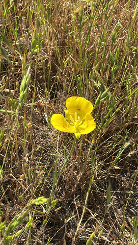 iNaturalist observation photo of Yellow Mariposa Lily