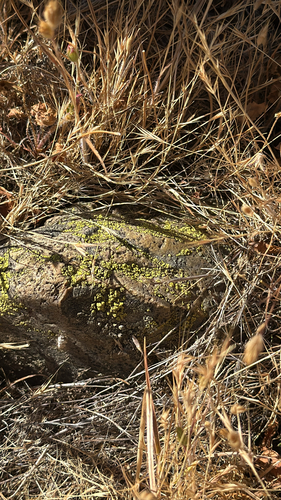 iNaturalist observation photo of Yellow Cobblestone Lichen