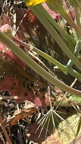 iNaturalist observation photo of Arthropods