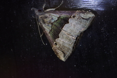 Hypena gonospilalis