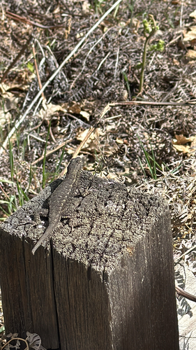 iNaturalist observation photo of Western Fence Lizard