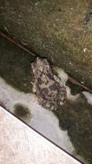 Rhinella major