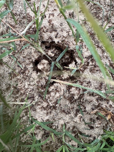 Red Imported Fire Ant