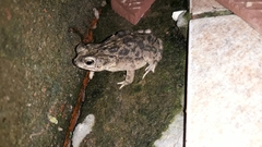 Rhinella major