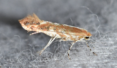 Cameraria conglomeratella