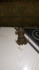 Rhinella major