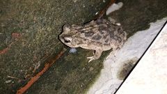 Rhinella major