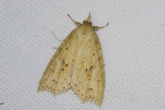 Olulis puncticinctalis