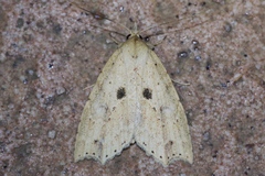 Olulis puncticinctalis