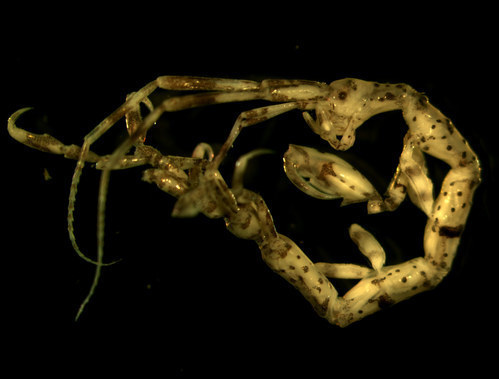 Linear skeleton shrimp