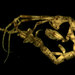 Linear Skeleton Shrimp - Photo (c) Adriana Radulovici, Biodiversity Institute of Ontario, some rights reserved (CC BY-NC-SA)