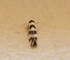 Lepidoscia characota