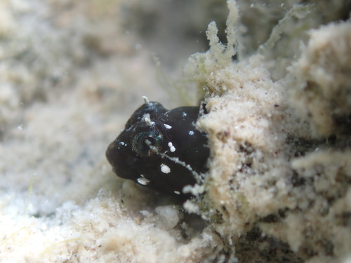 Spikefin blenny (Coralliozetus rosenblatti) — Chaenopsidae — 4