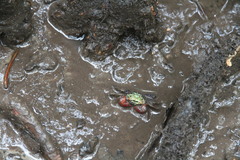 Parasesarma brevicristatum