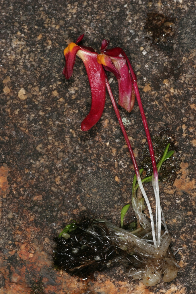 Utricularia menziesii R.Br. 4