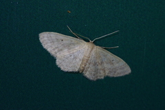 Idaea neovalida
