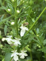 Chrysoperla plorabunda