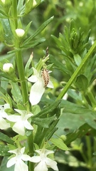 Chrysoperla plorabunda