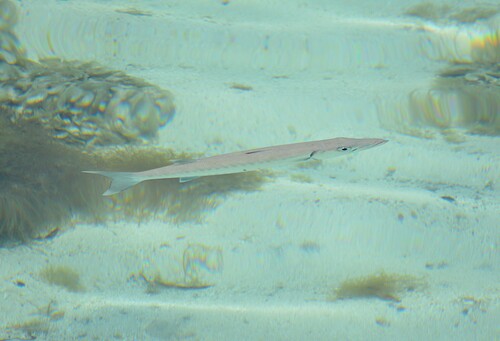 Sphyraena barracuda