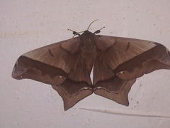 Arsenura ciocolatina
