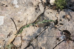 Takhtajaniantha crispa