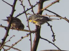 Setophaga coronata coronata × auduboni