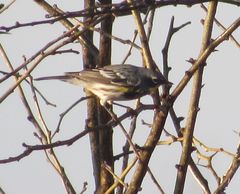 Setophaga coronata coronata × auduboni