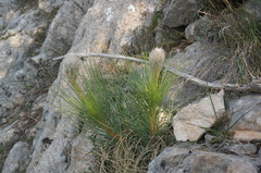 Asphodeline taurica