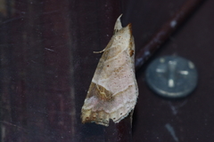 Olulis japonica
