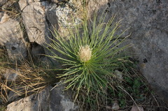 Asphodeline taurica