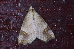Olulis japonica