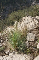 Asphodeline taurica