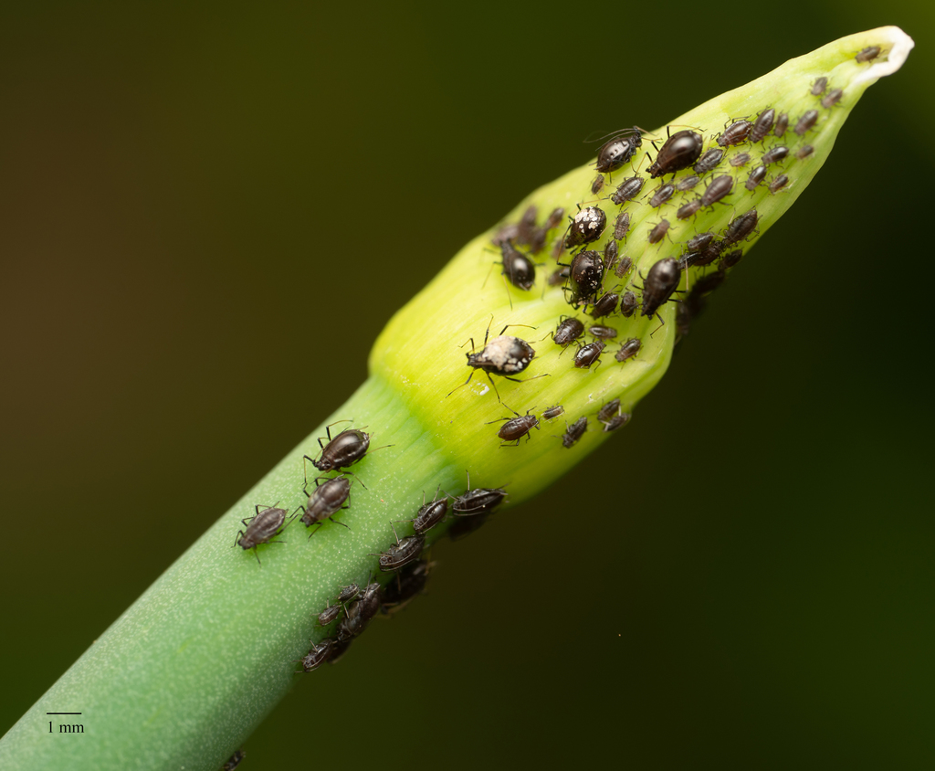 onion aphid