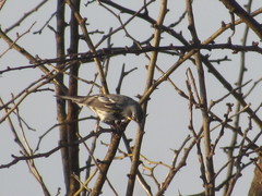 Setophaga coronata coronata × auduboni