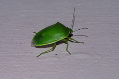 Glaucias subpunctatus