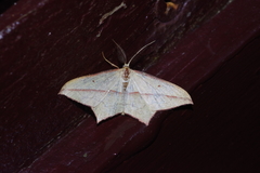 Timandra convectaria