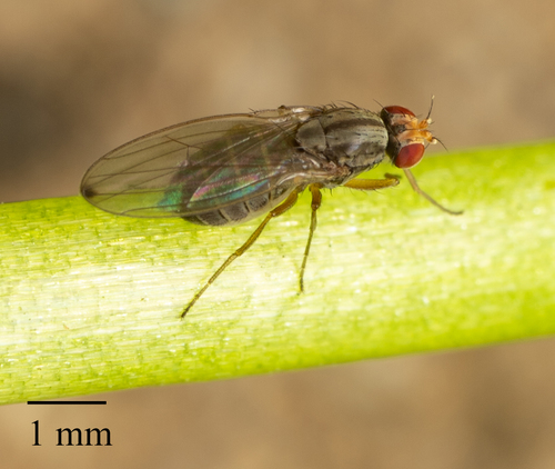 Scaptomyza terminalis · NaturaLista Mexico