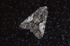 Aedia leucomelas