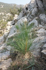 Asphodeline taurica