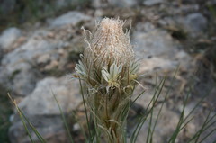 Asphodeline taurica