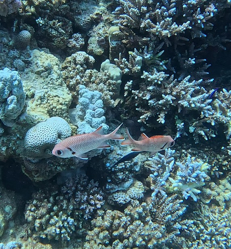 Myripristis murdjan