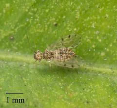 Ectopsocus californicus