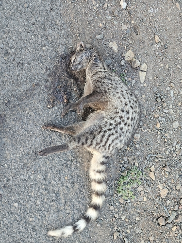 Small Indian Civet