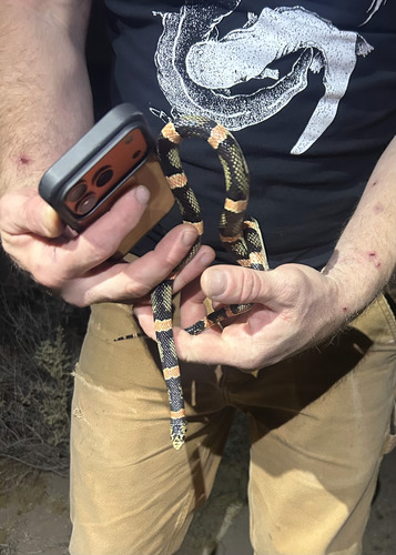Long-nosed Snake