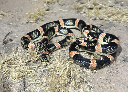Long-nosed Snake